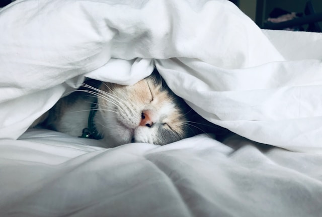 猫はかわいい