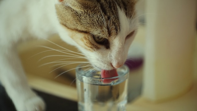 猫が水を飲まないのは問題