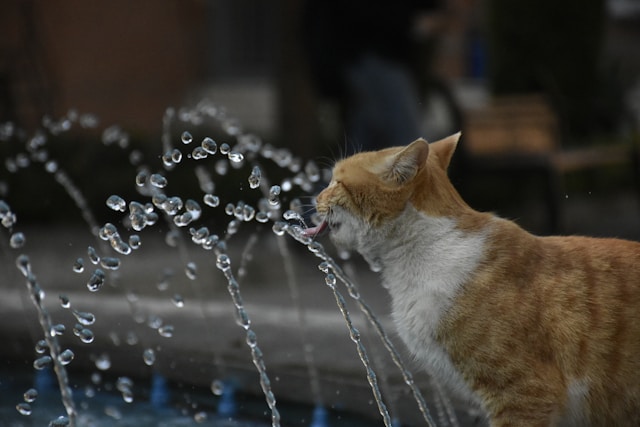 猫が水を飲まない時の対処法【3選】