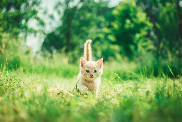 猫を自宅で点滴するコツとは