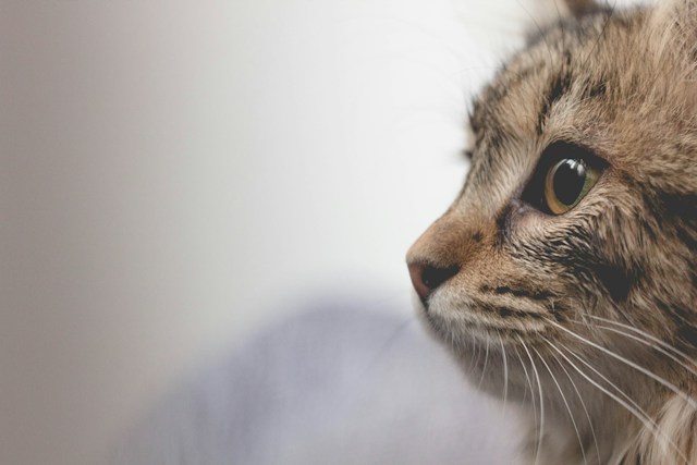 猫が薬を飲まないことでイライラしてしまう時の対処法【3選】