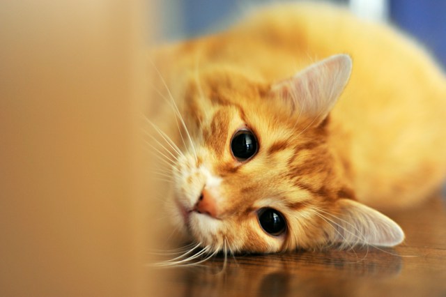 猫は薬を飲みたくない