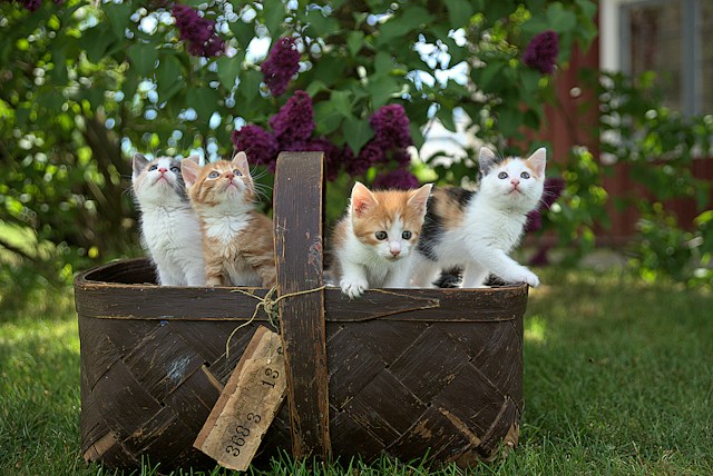 猫を自宅で点滴するコツ【3選】