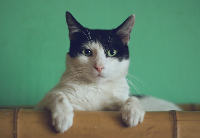徐々に回復していく愛猫
