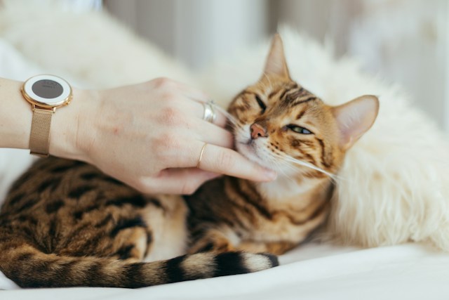 猫が薬を飲まないことでイライラしてしまう時とは